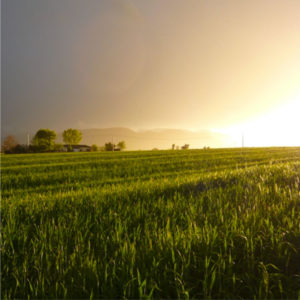 Sementi per l'agricoltura