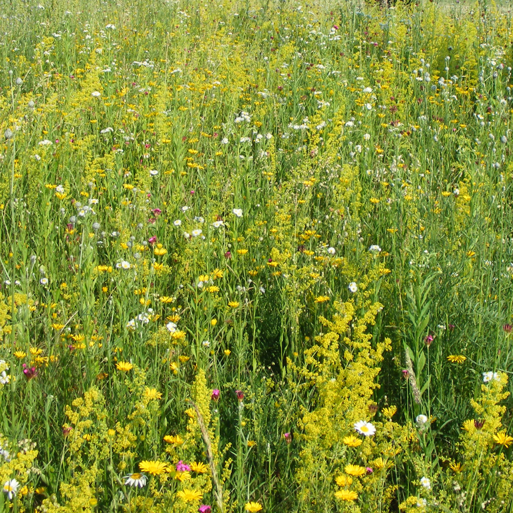 rustico dicotiledoni