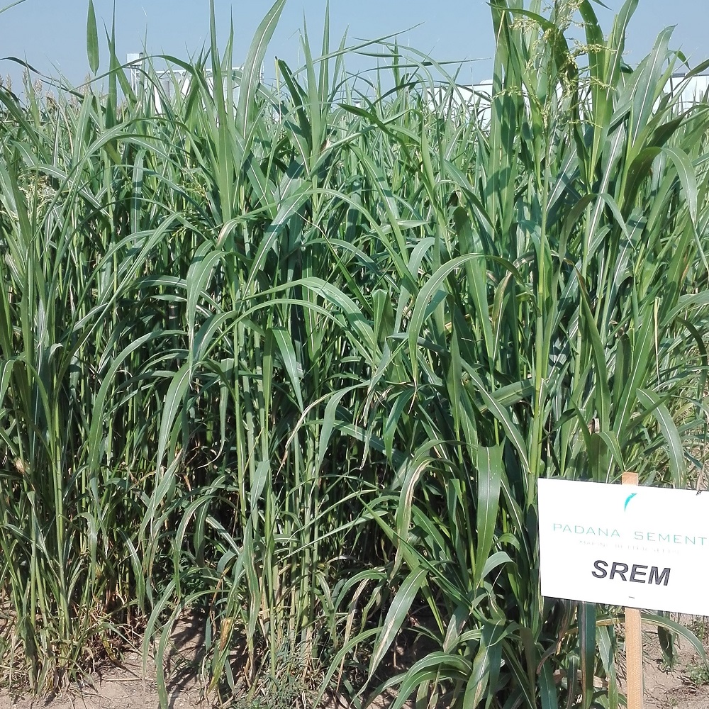 Srem