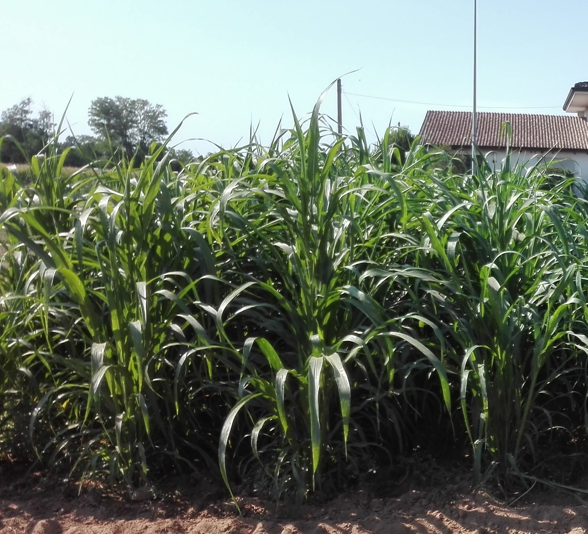 Millet grazer
