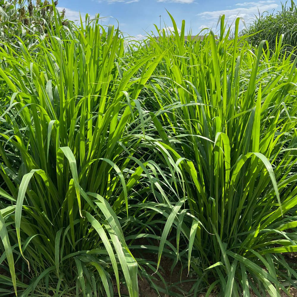 panicum maximum
