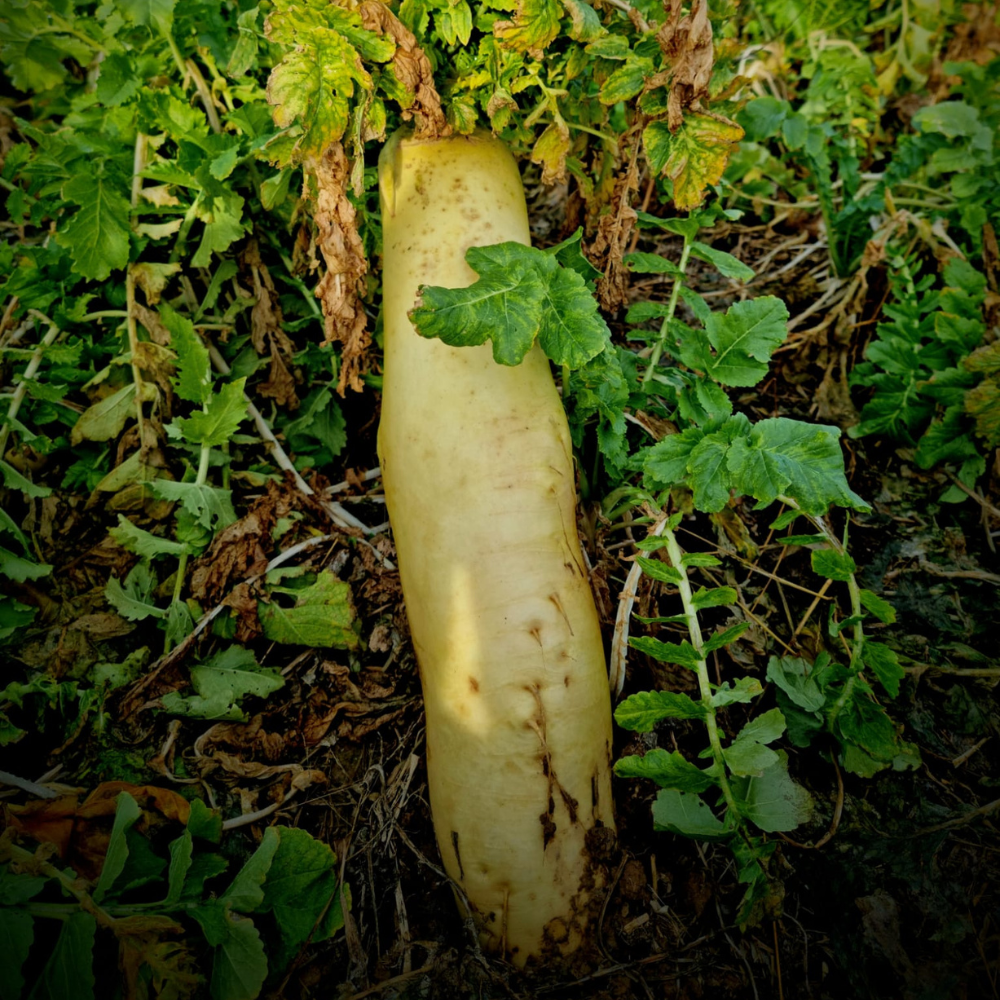 humus